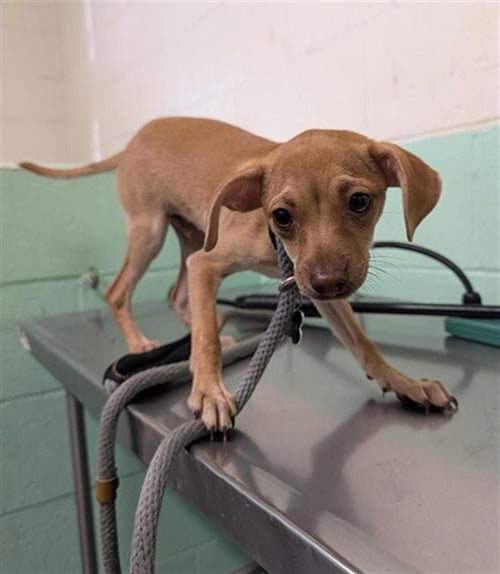 A739845 - Chihuahua available for adoption