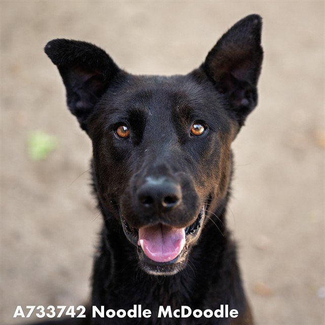 NOODLE MCDOODLE Image