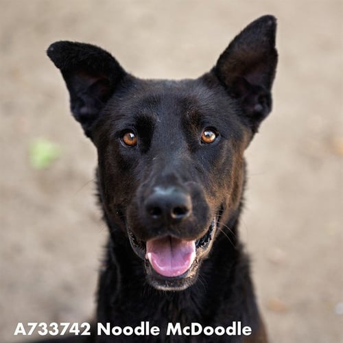 NOODLE MCDOODLE - German Shepherd Dog available for adoption