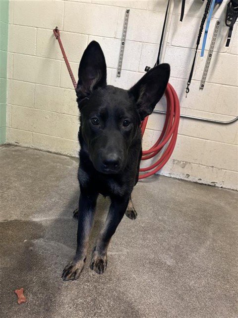 DINGO Image