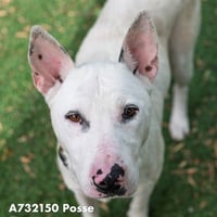 POSSE - Photo 1