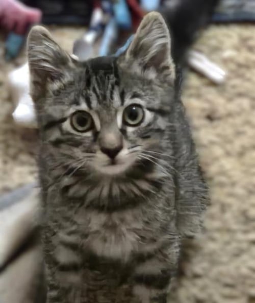 TOMMY - Domestic Short Hair available for adoption