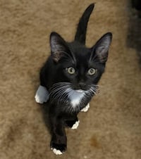 SOX - Photo 1