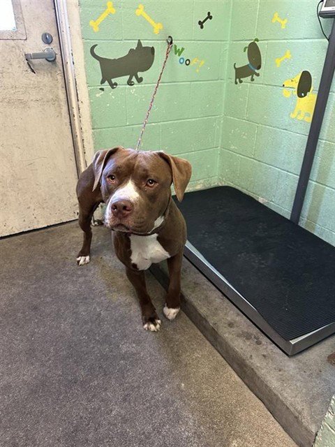 SCOOTER BRYAN - Pit Bull Terrier available for adoption