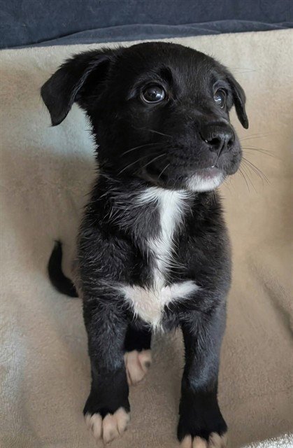 PUP 1 Image