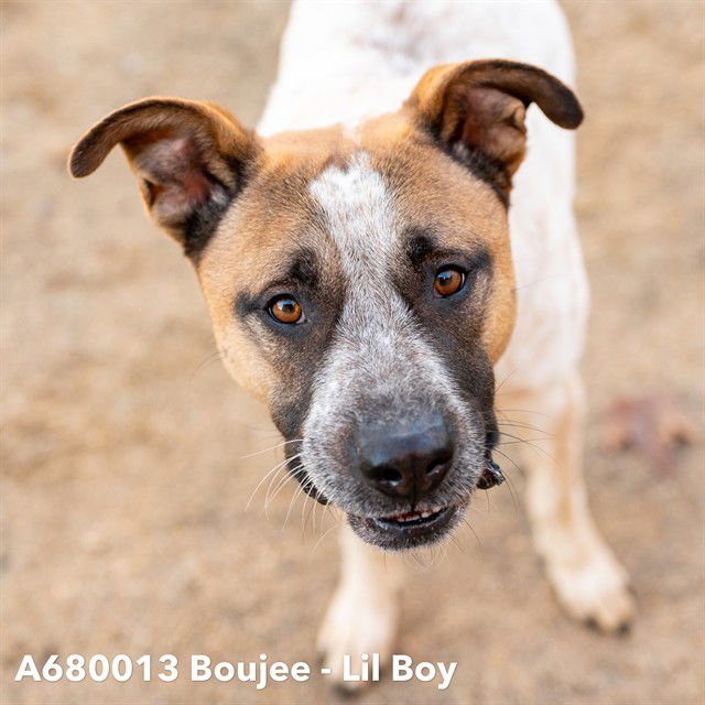 BOUJEE LIL BOY - Pit Bull Terrier / Australian Cattle Dog/Blue Heeler available for adoption