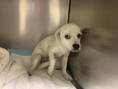 A739911 - Chihuahua available for adoption