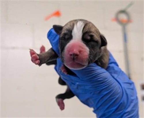 A737238 - Pit Bull Terrier / Siberian Husky available for adoption