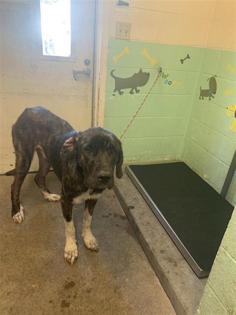 EDWARD - Great Dane available for adoption