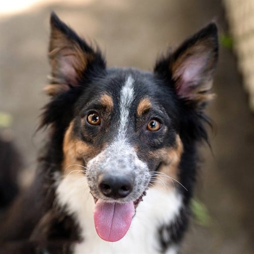 TWILIGHT - Australian Shepherd available for adoption