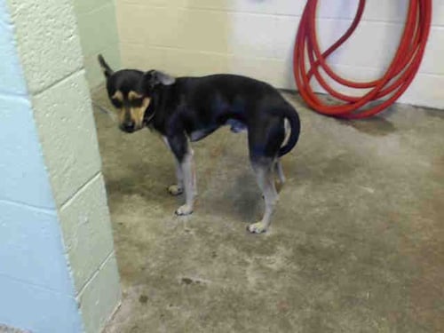 BAM BAM - Terrier available for adoption