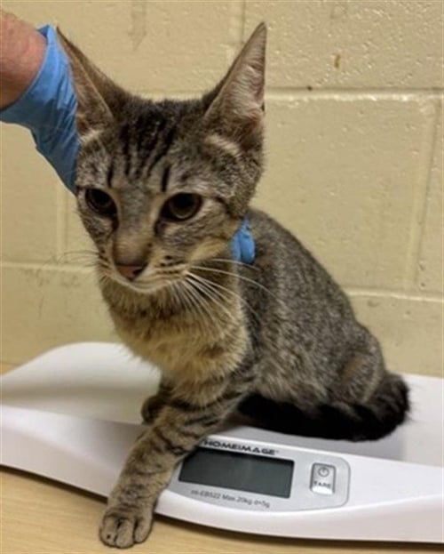 A740116 - Domestic Short Hair available for adoption