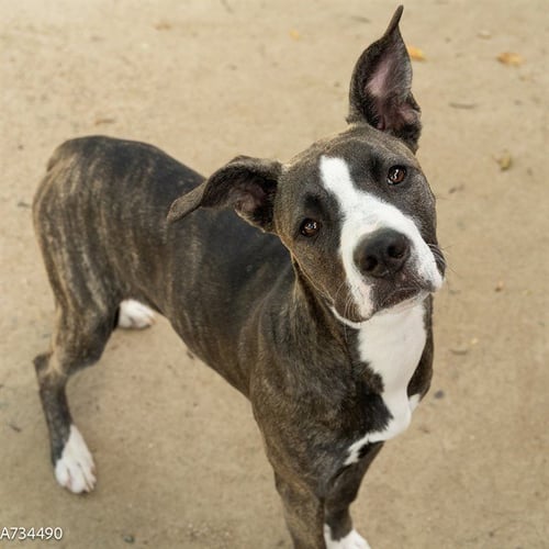 HOLLY - Pit Bull Terrier available for adoption