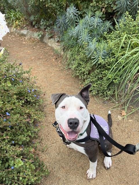 BLUE - Pit Bull Terrier available for adoption