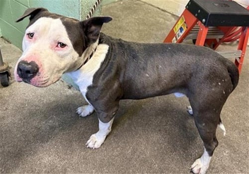 BLUE - Pit Bull Terrier available for adoption
