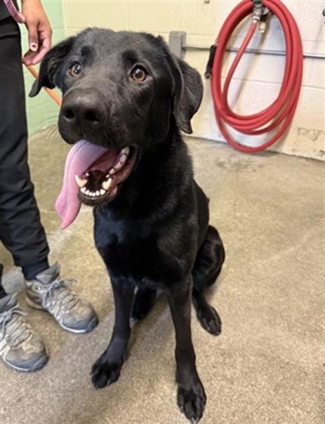 WAFFLES O'GIGGLES - German Shepherd Dog available for adoption