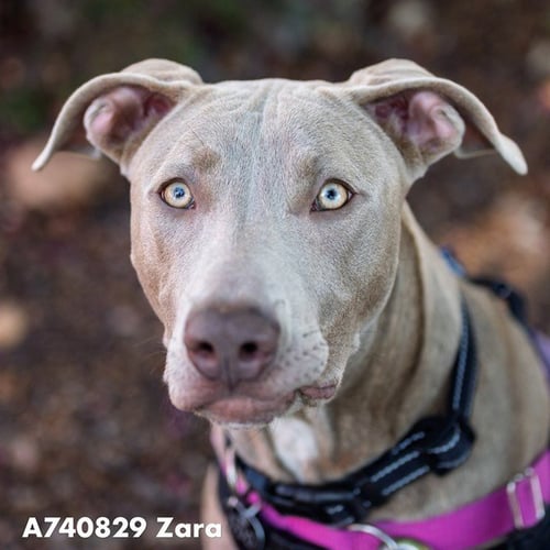 ZARA - Pit Bull Terrier available for adoption