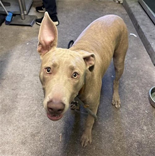 ZARA - Pit Bull Terrier available for adoption