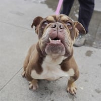 GIZMO - Photo 1