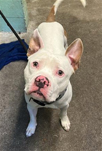 BLUE - Pit Bull Terrier available for adoption