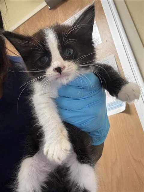 A739265 - Domestic Short Hair available for adoption