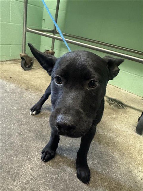 BAM BAM - Pit Bull Terrier available for adoption
