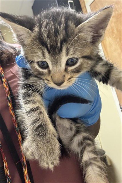 A737389 - Domestic Short Hair available for adoption