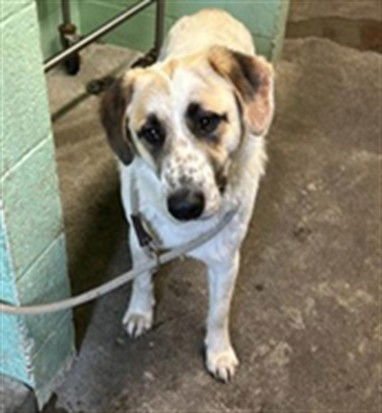 PEPPEROCINI - Anatolian Shepherd available for adoption