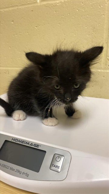 A739292 - Domestic Short Hair available for adoption