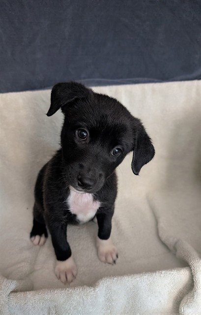 PUP 2 - Belgian Shepherd Malinois / Great Dane available for adoption