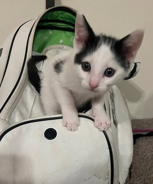 PANDY - Domestic Short Hair available for adoption
