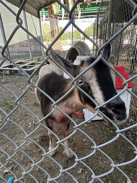 SODO - Goat available for adoption