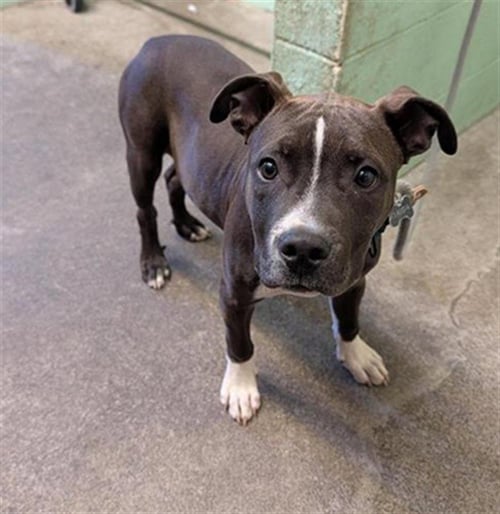 BRANDON - Pit Bull Terrier available for adoption