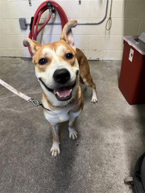 CAPTAIN - German Shepherd Dog available for adoption