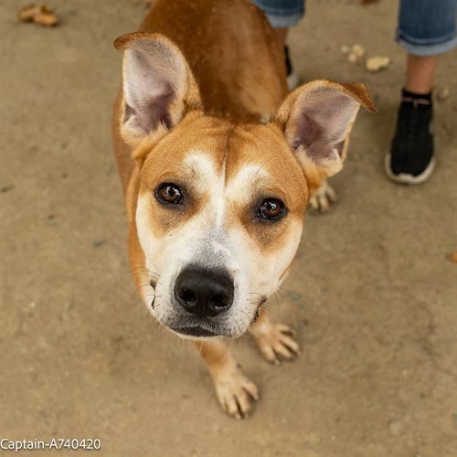 CAPTAIN - German Shepherd Dog available for adoption