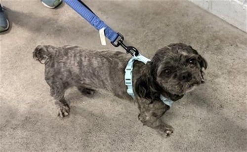 CHURRO - Shih Tzu available for adoption