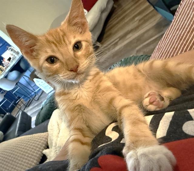 OLIVER Image