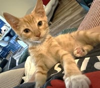 OLIVER - Photo 1