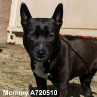 MOMMY - Photo 1