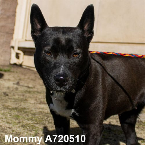 MOMMY - Pit Bull Terrier available for adoption