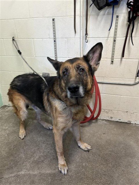 OTIS - German Shepherd Dog available for adoption