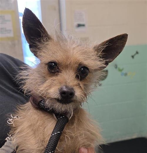 RUFFLES - Terrier / Chihuahua available for adoption