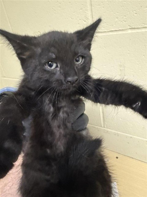 MARGO - Domestic Short Hair available for adoption