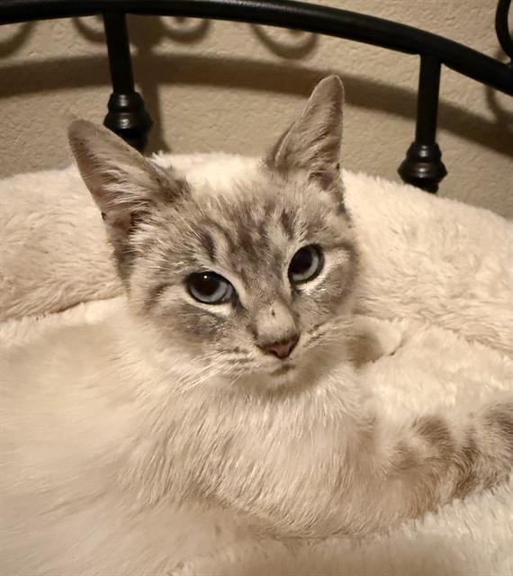 WOBBLES - Domestic Short Hair for adoption in Elk Grove