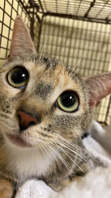 NADIA - Domestic Short Hair for adoption in Sacramento