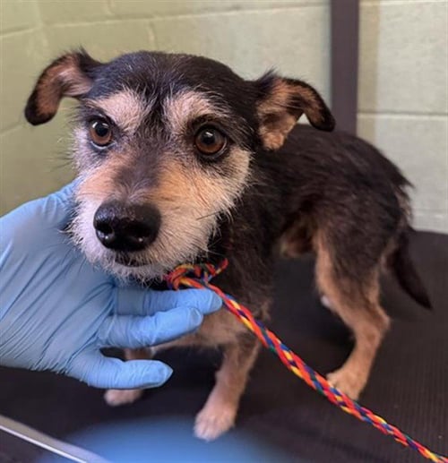 ROBERTO - Terrier available for adoption
