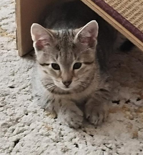 TOMMY RAMONE - Domestic Short Hair available for adoption