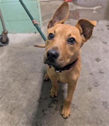 VANILLA - Pit Bull Terrier available for adoption