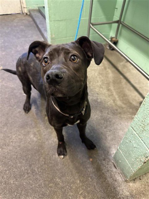 SKITTLES - Pit Bull Terrier available for adoption