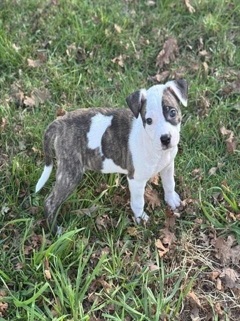 FLORA - German Shepherd Dog available for adoption